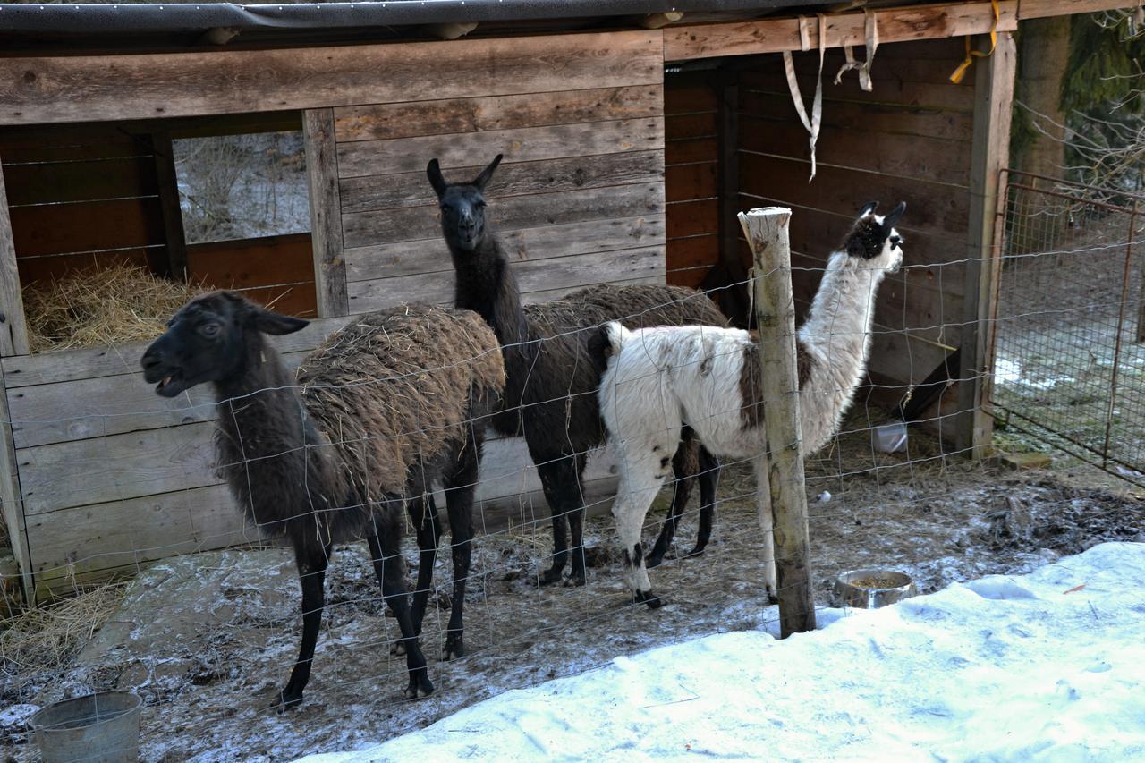 Penzion U Lípy Vysoké nad Jizerou Exterior foto